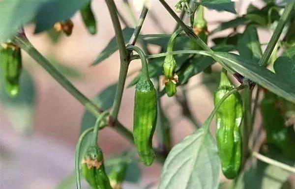 赤霉素 芸苔素 多效唑用法汇总