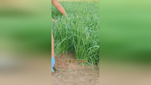 韭菜种最怕这三种肥料