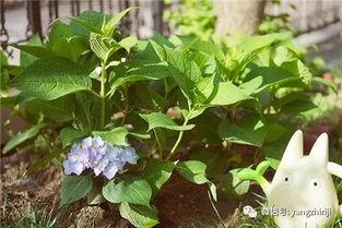 酸碱土不能养花 撒点这个,花立马疯长