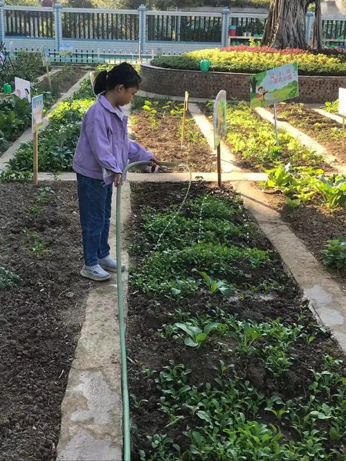 青青菜地,浓浓乐趣 三 7 班劳动基地实践