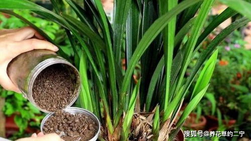 养花用 羊粪 好,还是 鸡粪 好,你知道吗 用错害处大