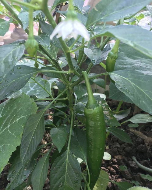 阳台种菜,选这些产量王,一个月长一盆,一盆吃半年