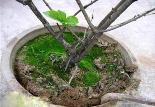 花盆里出现3个信号,说明需要更换盆土,不然长势瘦弱,开花少