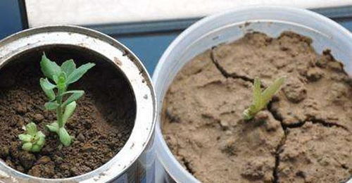 土壤成 铅块 ,别指望养活花草,浇一杯它,10分钟松成 面包