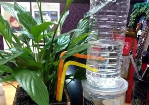 假期 外出游玩几天,花咋办 9个自动浇花小姿势学起来