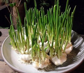 花盆里种 3种菜 ,能吃能看,30天采摘食用,绿色无公害