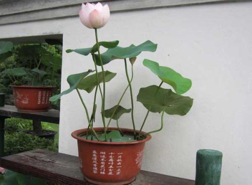 夏天赏莲最应景,碗莲若是不开花,大抵是这几个原因