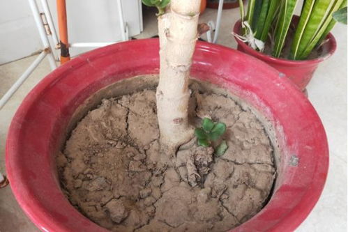 田园土加沙子能种花吗