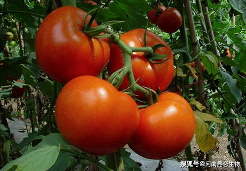 番茄施肥用什么肥料 番茄生长期用什么肥料长得快 番茄用什么复合肥