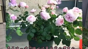 教你用园土配出养月季的好土