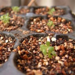 石家庄膨胀蛭石 1 3mm育苗基质蛭石 金黄色孵化蛭石