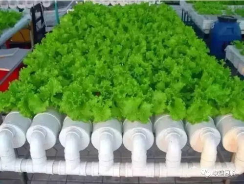 现在幼儿园很流行 种植园地 呢