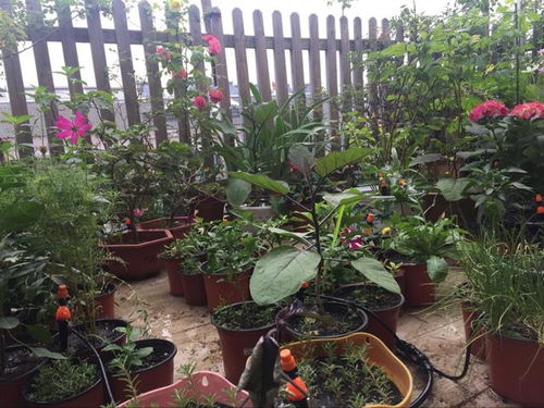 花园 自动灌溉 浇花系统,解决每天浇水,外出的烦恼