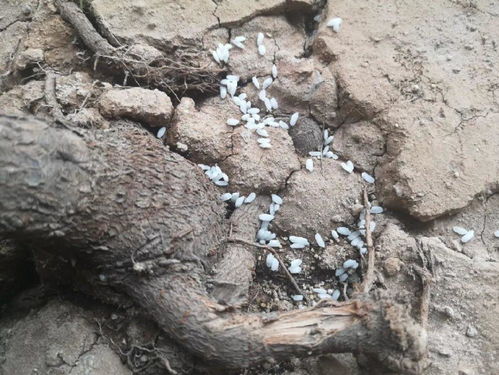不敢用淘米水了,浇完花就死,土里都是虫