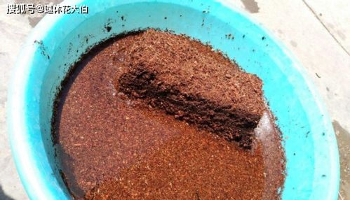 解锁椰子新用法 拿壳当盆养花,用椰糠为植物补充营养