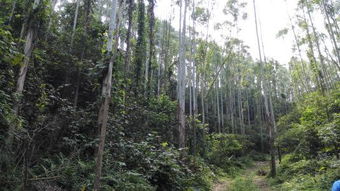 此树长高的速度比桉树还快,能有50层楼那么高,止痒效果也不错