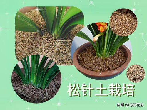 君子兰用松针可以养吗