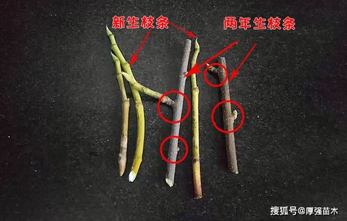 普通的河沙可以扦插无花果吗