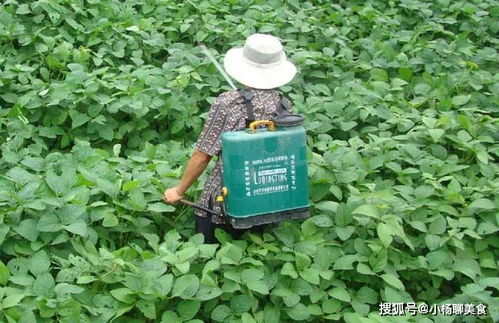 吃东西要注意,小心农药残留损害身体,三招清理可减少化学品伤害