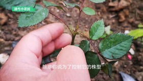月季一根强笋长成绿巨人,该出手时就出手,不然白白消耗营养