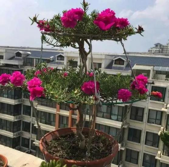 养花技巧 太阳花也能养成万元盆景老桩,靠的是这1招