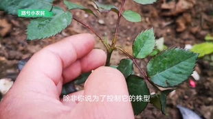 种月季一定要用营养土吗 知道配置原则,自己就能配置盆土