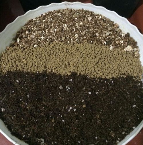 花友在家播种多肉,从中总结了一些经验,一起分享给花友
