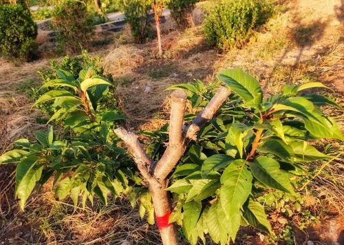 种树施底肥会烧根烧苗吗 这对父子的观点各不相同,你怎么看