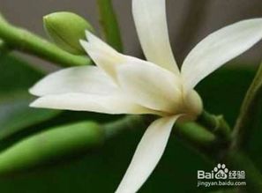 白兰花怎样繁殖