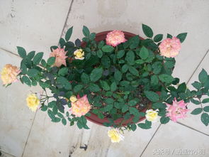 美丽的藤彩虹藤本月季,开花变色过程会让你有一种成就感