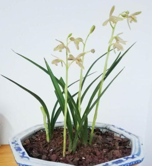 天热养兰花,没注意这5点, 难怪 3年了也不开花