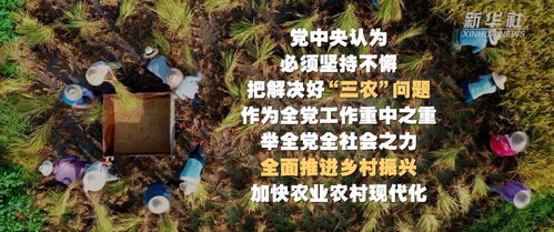 2023年中央一号文件退林还耕
