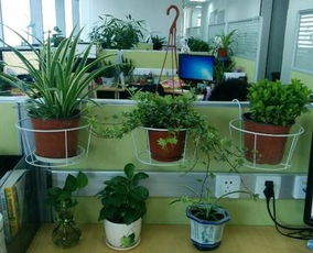 窗台窄放不开花盆怎么解决