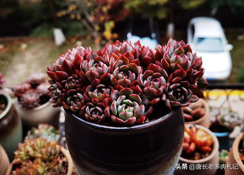 买的多肉专用土不透水 可能是假的,还不如跟老肉友学习自己配土
