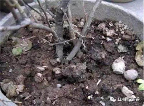 教你如何花卉翻盆换土 花友们值得收藏看看