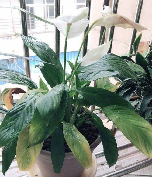 养花浇水是个难题 远离 4种水质 ,花根不易腐烂化水