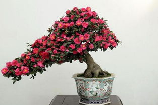 家里为什么不能养茶花,家里养茶花对主人好吗
