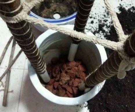 往绿萝盆里插上3根棍,10天养成绿瀑布,再也不羡慕绿萝柱