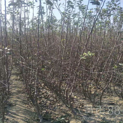 【4公分中秋王苹果树苗、4公分中秋王苹果树苗价格】- 黄页88网