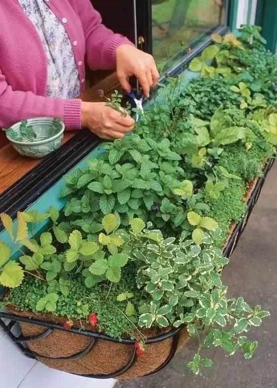 营养土可以直接种菜吗