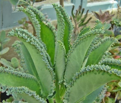 泥炭土种花怎么浇水