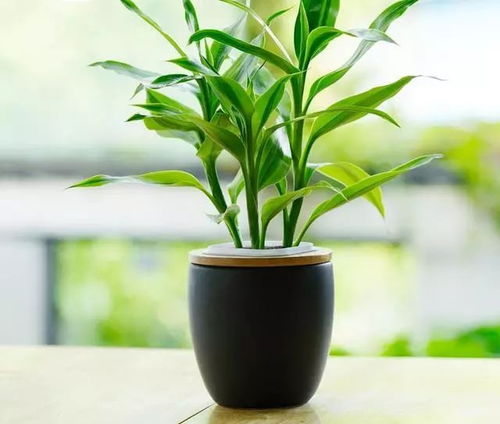 植物这样摆放,好看又招财,今年家里越来越旺