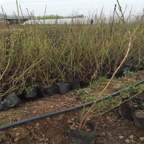 【自由蓝莓苗施肥方法自由蓝莓苗好管理吗】- 黄页88网