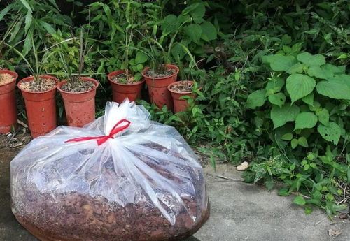如何让松针 锯末 花生壳发酵效率翻倍 两个妙招,非常简单实用