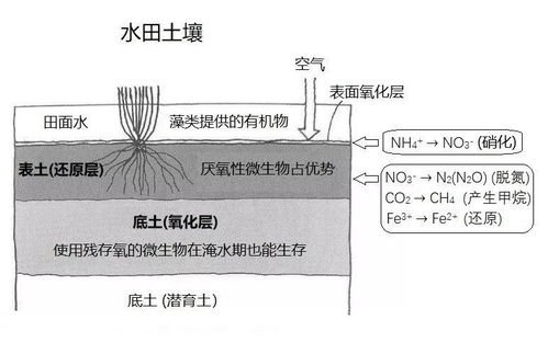 土壤的基础知识讲解 20
