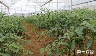 在夏季种植辣椒出现死苗的现象该怎么去治疗