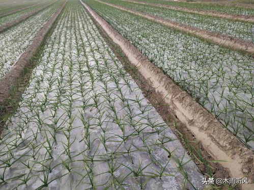 fputc会覆盖吗 大蒜需要浇越冬水吗 什么情况下需要浇越冬水 别搞错了
