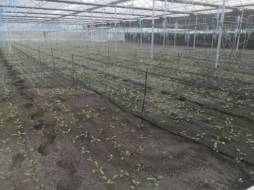智能水肥一体化灌溉系统,有这两个重要的系统功能,你知道吗