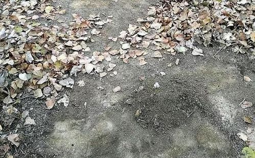 土里掺杂什么可制成营养土 4种东西一处理,再不用花钱买了