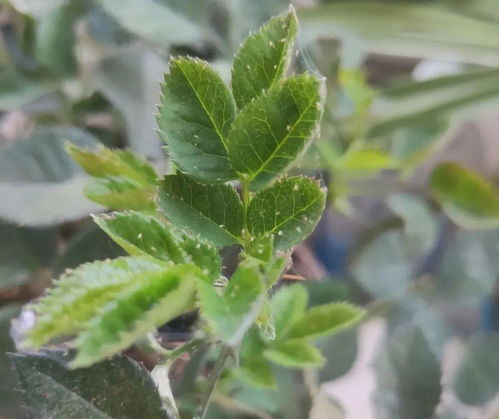 18种难养的花,把握一个点,就能起死回生